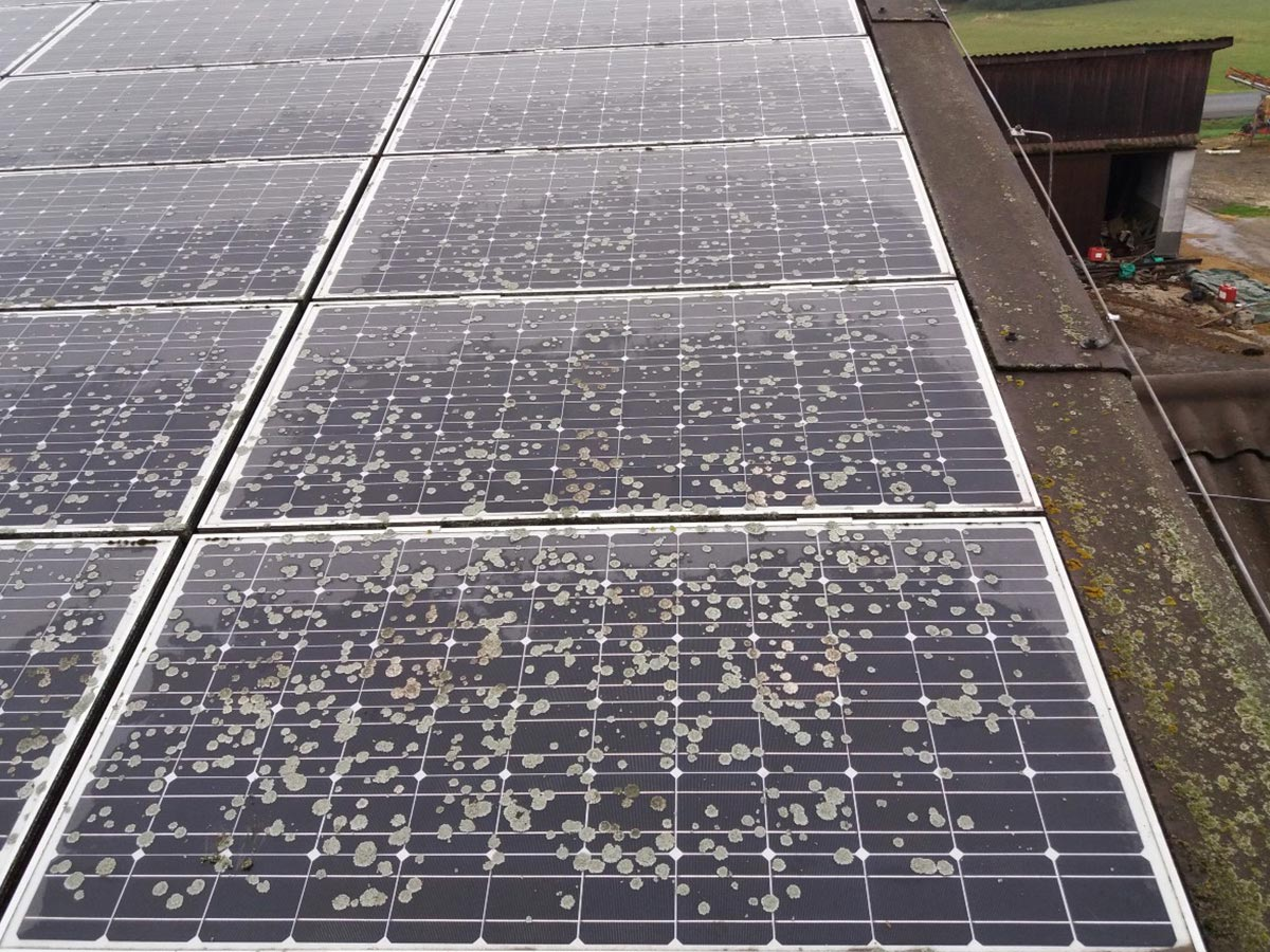 Flechtenbefall auf PV-Modulen verursacht Vollverschattung und Ertragsverlust